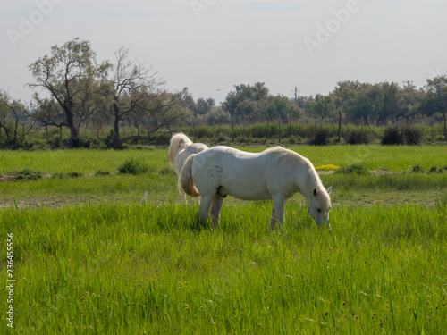 Cheval Camargue en liberté dans les marais