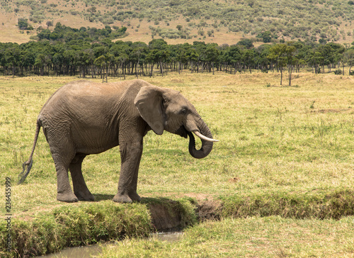 Elefant am Bach  Massai Mara Kenia