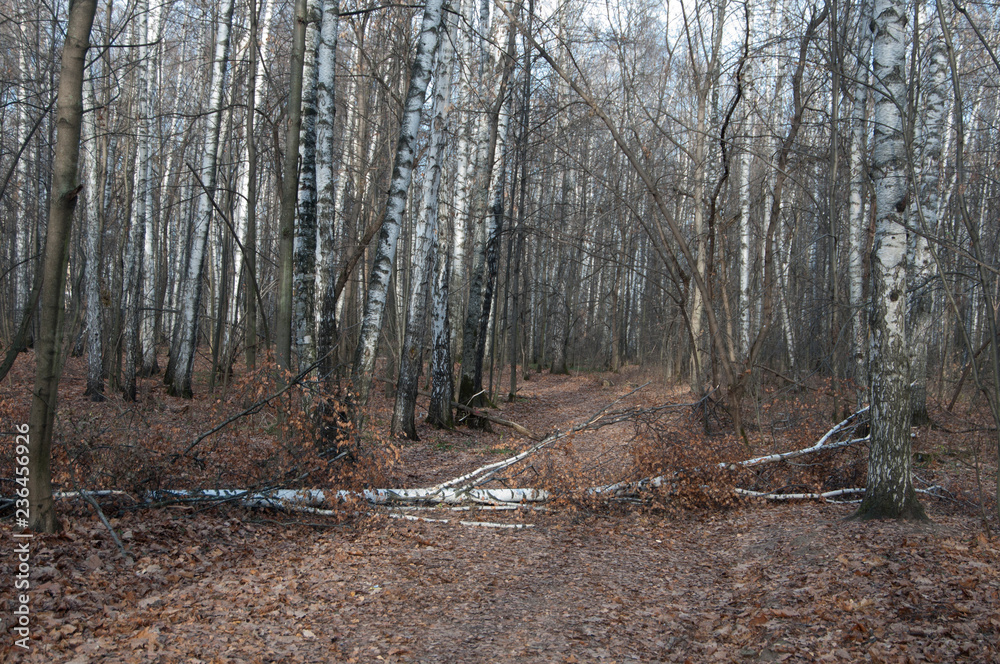 Autumn landscape with birch trees and path Autumn landscape with birch trees and path