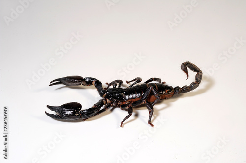 Blauer Thai Skorpion / asiatischer Kaiserskorpion (Heterometrus spinifer) - Giant Forest Scorpion photo