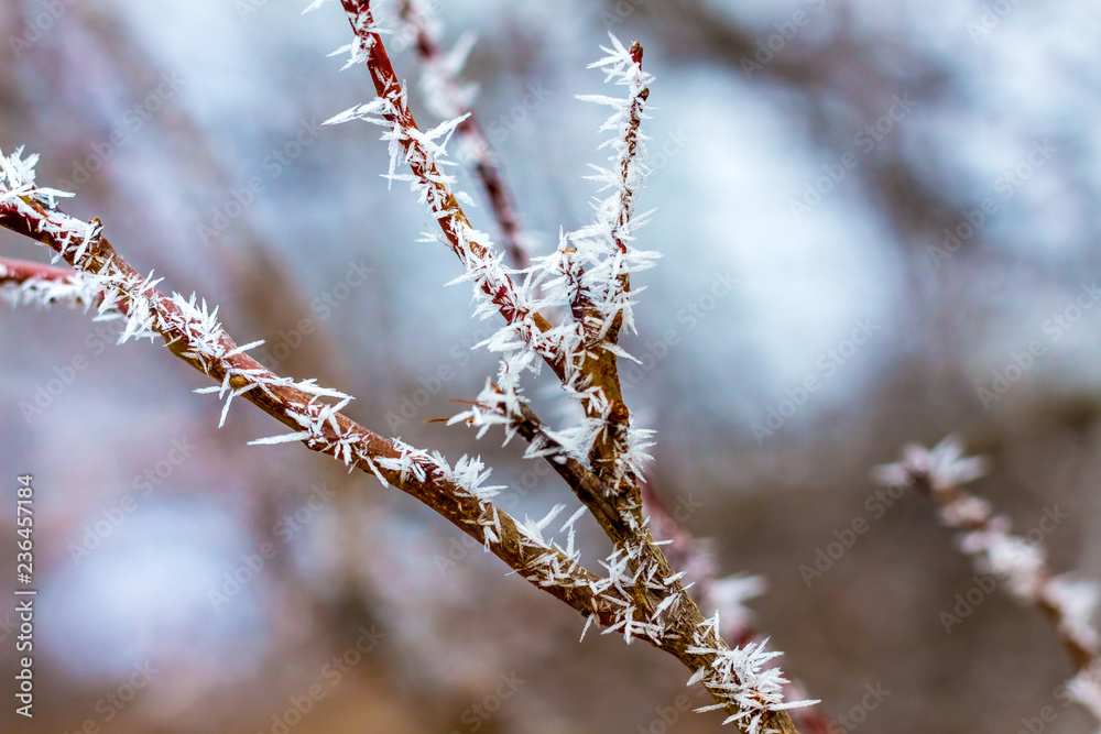 The tree branch is covered with frost on a winter day_ The tree branch is covered with frost on a winter day_
