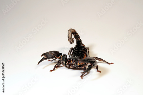 Blauer Thai Skorpion / asiatischer Kaiserskorpion (Heterometrus spinifer) - Giant Forest Scorpion photo