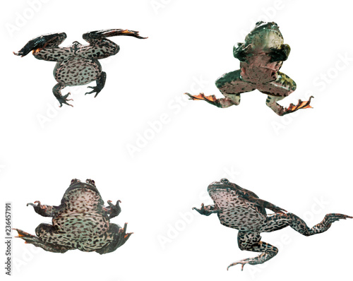 Frog in different angles on a white background.