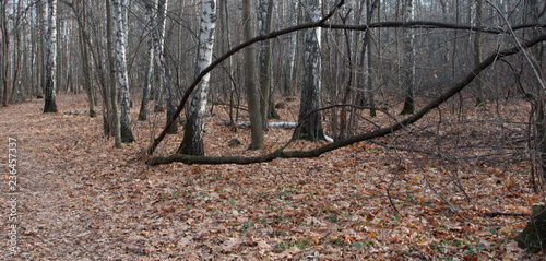 Autumn landscape with birch trees and path photo