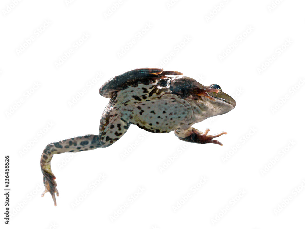 Frog in different angles on a white background. Frog in different angles on a white background.