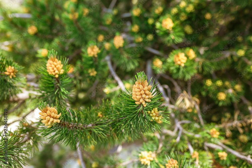Young shoots of pine in early spring. Young shoots of pine in early spring.