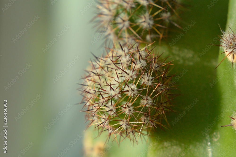 Small potted cactus close up Shallow depth of field Small potted cactus close up Shallow depth of field