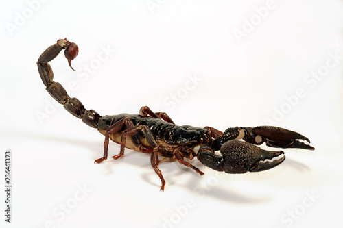 Großer Asiaskorpion / Indischer Riesenskorpion (Heterometrus swammerdami) - giant forest scorpion photo