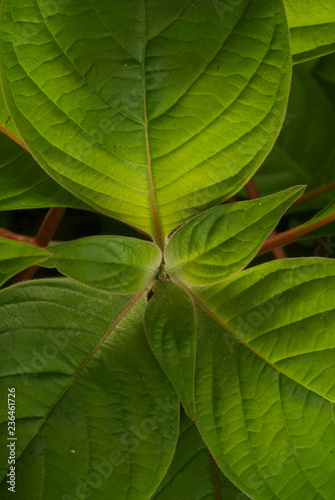 hojas close up