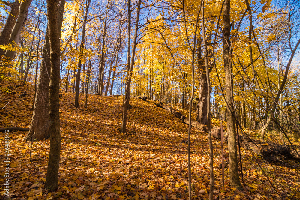 Fototapeta premium Fall lit up by the sun