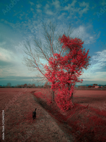Cagnolino sotto l'albero rosso photo