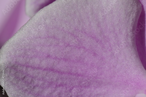 Orchid flower petal texture floral background photo