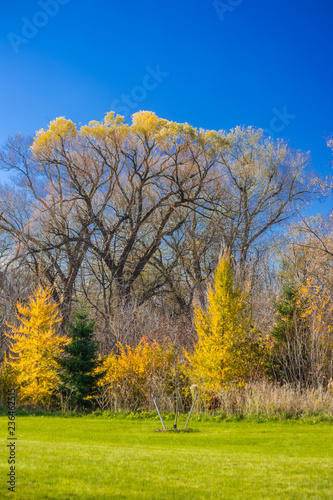 Buzz of the Fall fuzz