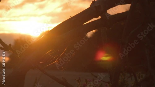 Spider Web (cobweb) in tree/bush backlit by sunset Dolly Shot - Spinnennetz photo