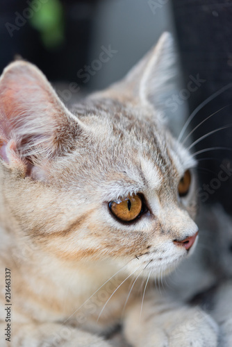 Lovely cute little cat with beautiful yellow eyes on white sand in garden outdoor