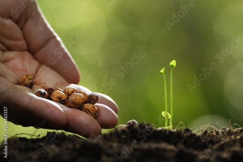Fotografia, Obraz Human's hand planting seeds in soil