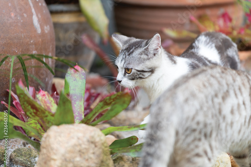 Lovely cute tubby cat with  beautiful yellow eyes on white sand in garden outdoor photo