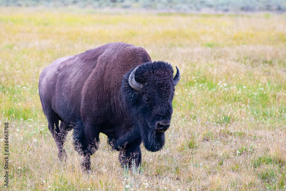 The bison in Yellowstone National Park, Wyoming. USA.