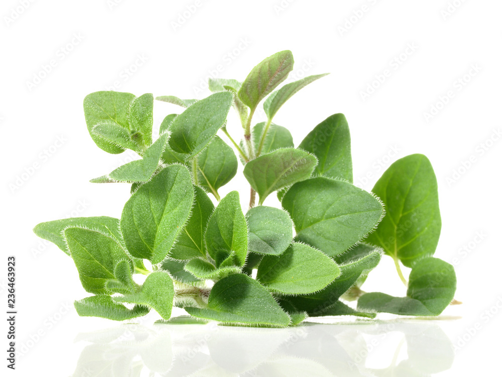 Oregano Oregano