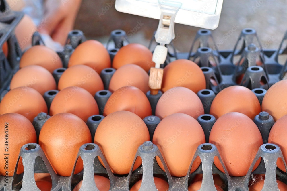 brown egg in the market
