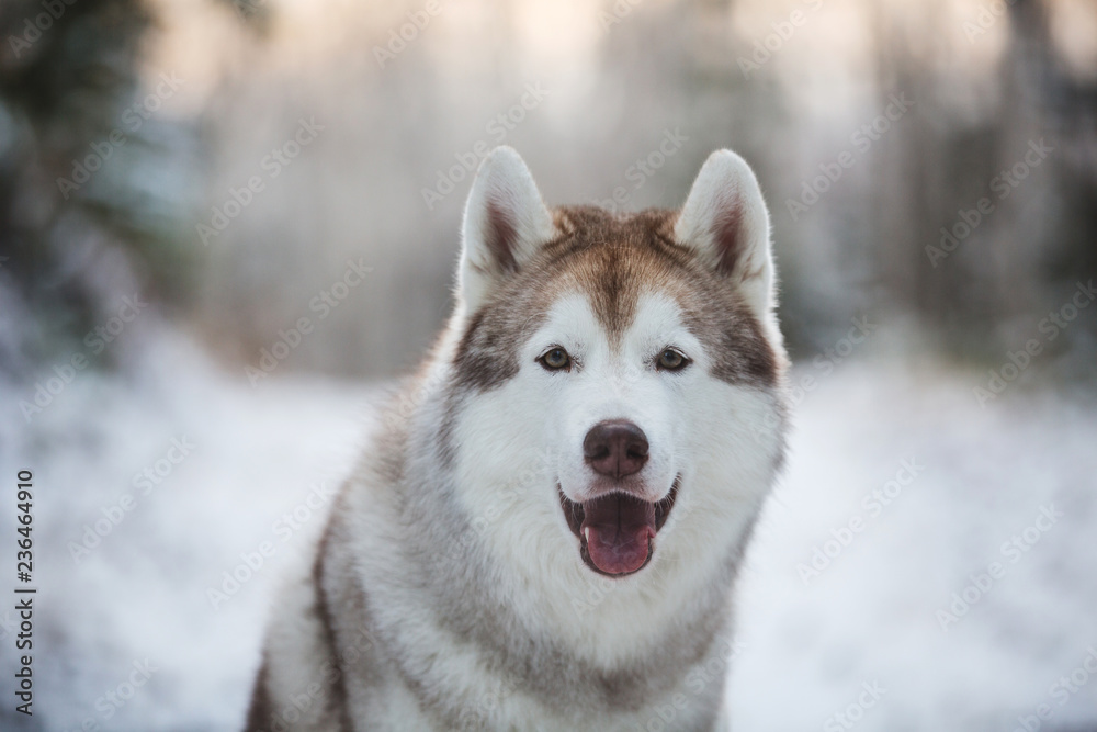 Close-up portrait of cute, happy and free siberian Husky dog sitting in the winter forest