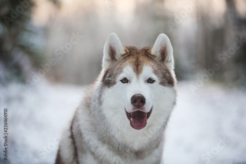 Close-up portrait of cute  happy and free siberian Husky dog sitting in the winter forest
