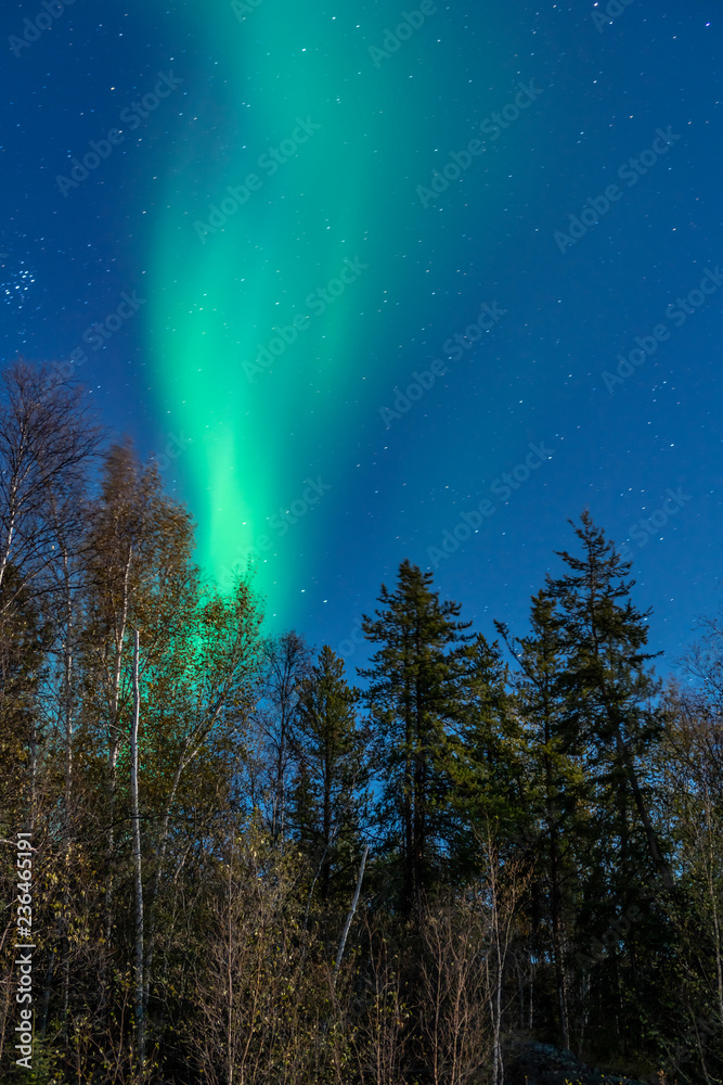 A strip of Northern light in starry night over green pine trees