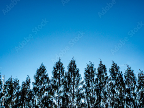 Pine tree silhouette on blue sky