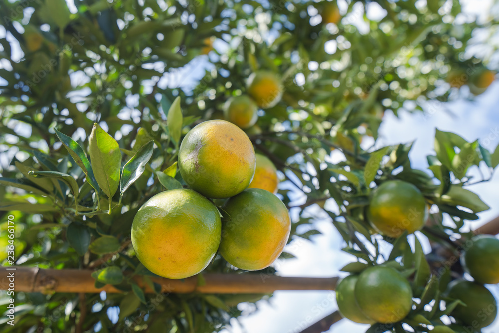 Orange plantation garden, Ripe orange hanging on a tree Orange plantation garden, Ripe orange hanging on a tree