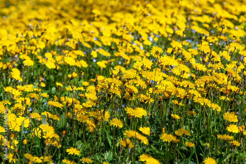 Yellow flowers field