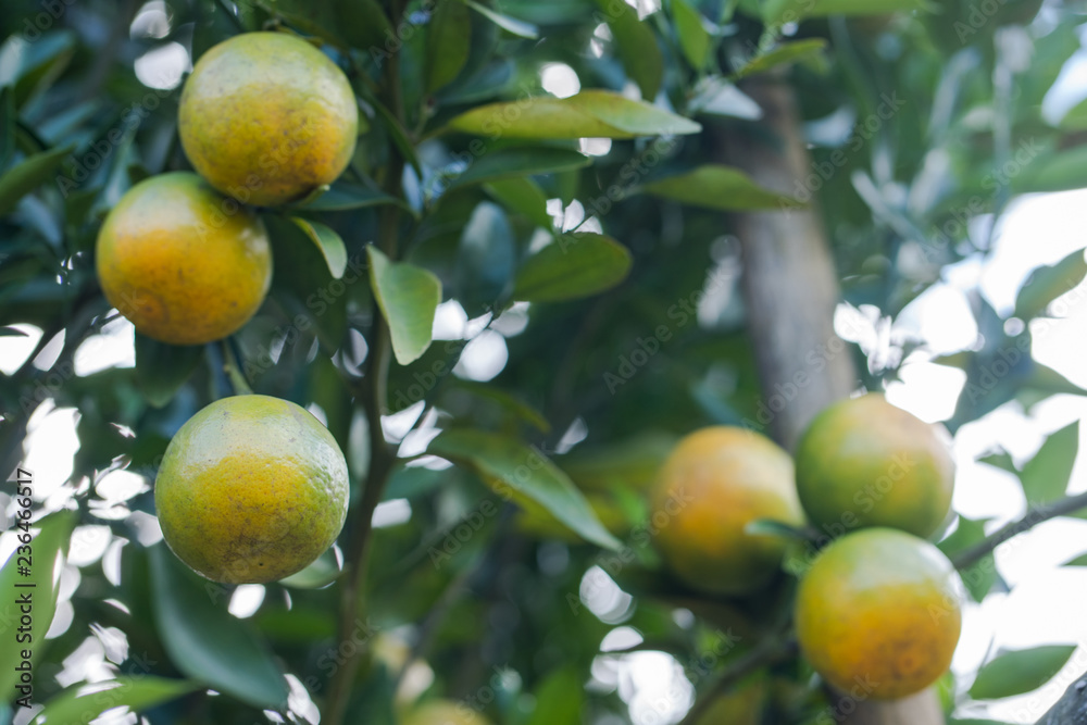 Orange plantation garden, Ripe orange hanging on a tree