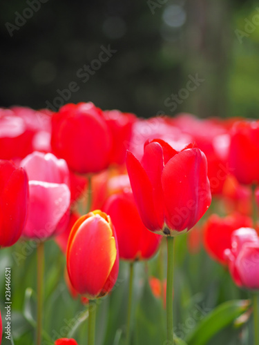 red tulips in the garden