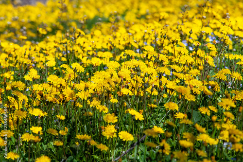 Yellow flowers field © Stefan