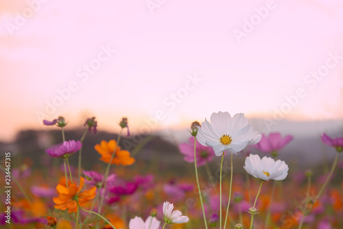 Orange  White and Purple cosmos flowers in the garden with sunset background in pastel retro vintage style.