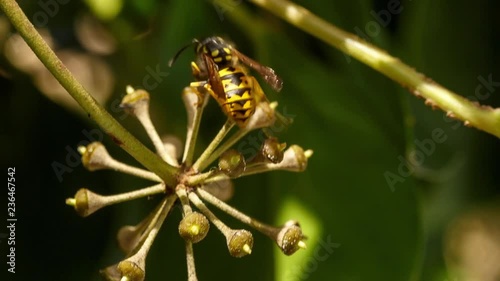 Wasp comes flying to inflorescence of ivy and scares away another yellowjacket and housefly that were harvesting nectar. We follow the beautiful insect while sucks gynoecium of tiny flowers with tonge photo