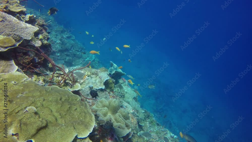 Underwater coral reef 