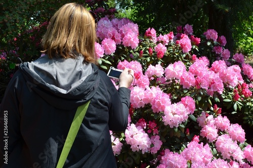 Kobieta fotografuje krzak kwitnących rododendronów