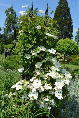 Kwitnące białe powojniki, Clematis