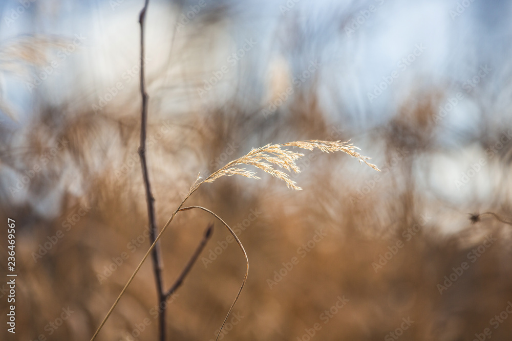 Obraz premium Image of golden Autumn withered grass on blue sky background