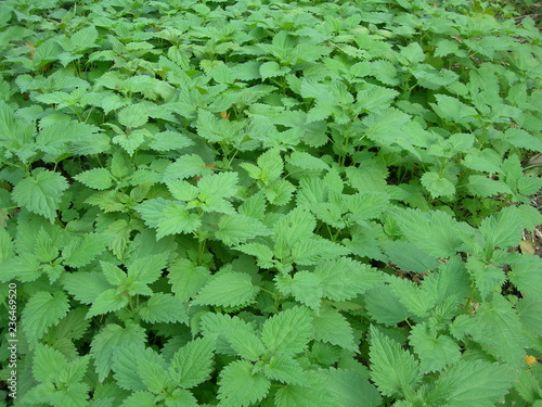 Poletko młodej pokrzywy, Urtica photo