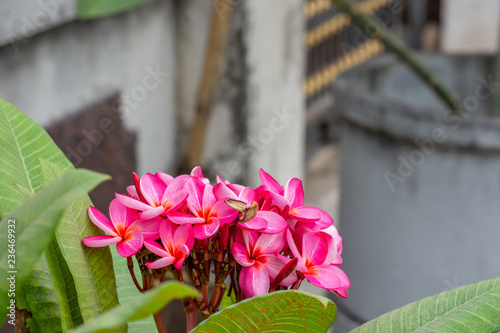 Pink flowers or Plumeria obtusa in garden. photo