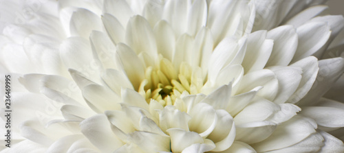 White Chrysanthemum © gemphotography