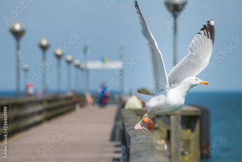 Fototapeta Naklejka Na Ścianę i Meble -  Möwe auf der Seebrücke Graal-Müritz