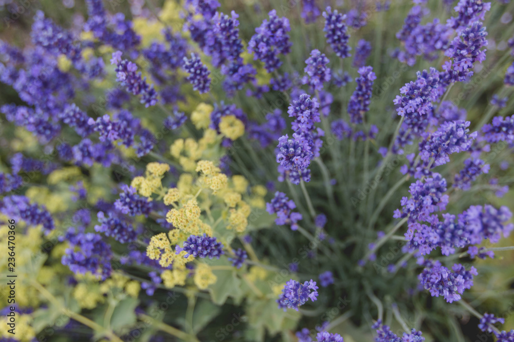 bunch of lavender flowers bunch of lavender flowers