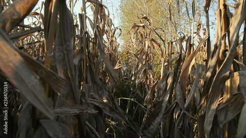 Corn field at sunset in the countryside of Lomellina photo