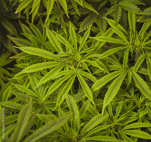 Fototapeta Naklejka Na Ścianę i Meble -  Marijuana leaves, cannabis on a dark background, beautiful background, indoor cultivation