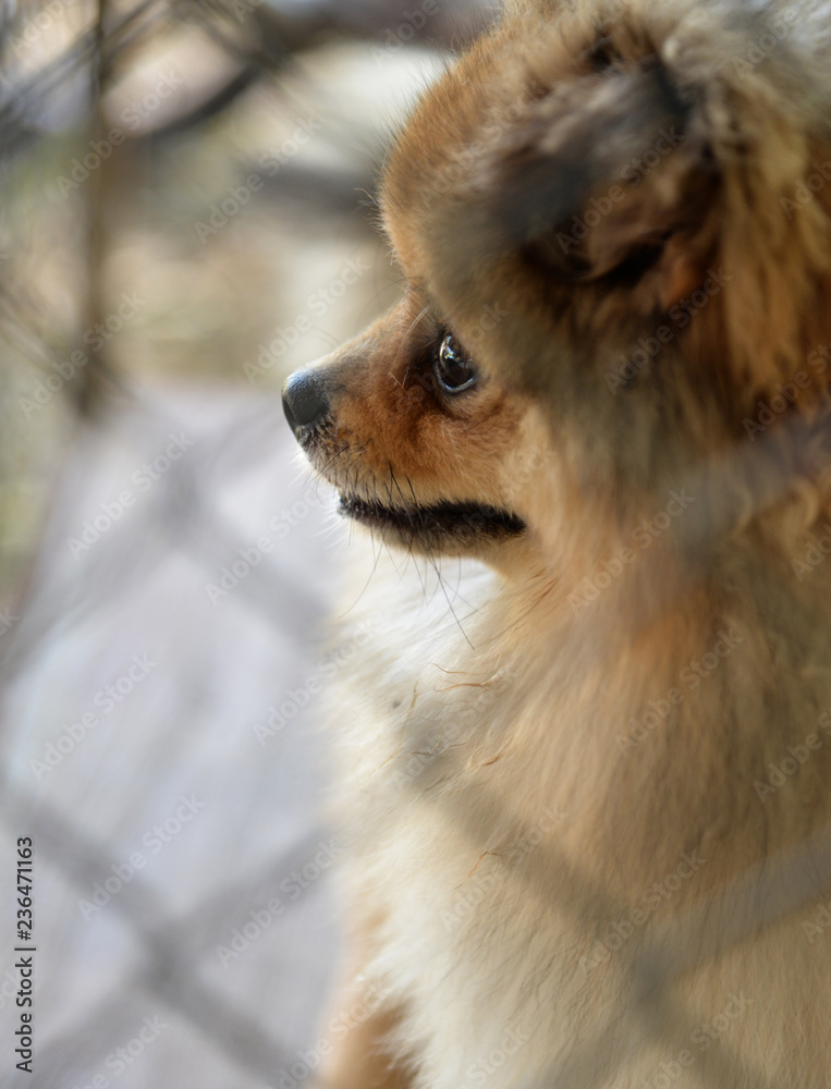 lonely dog in cage lonely dog in cage