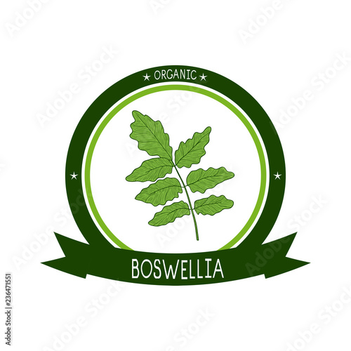 Boswellia. Plant. Branch, leaves. Sketch. Logo, sticker, emblem