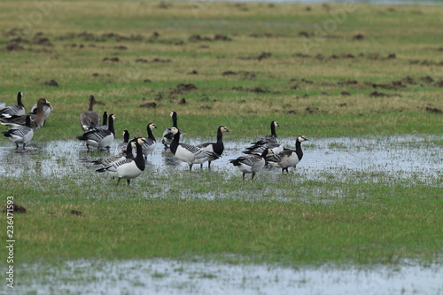 Branta leucopsis, Barnacle Goose, Zingst Germany photo