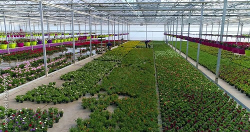 People work in a greenhouse, a greenhouse with flowers, people work with flowers in a greenhouse, growing plants of ornamental plants, colorful flowers in a bright greenhouse photo